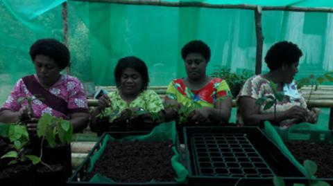 Seedling preparation in Kadavu 