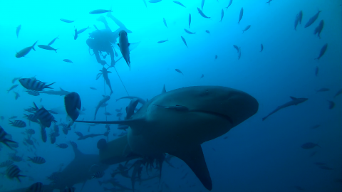 Plongée avec les requins à Fidji (©CPS)