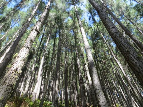 Pinus in Mangareva, French Polynesia (©SPC)