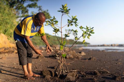 Grown-up mangrove seedling in Kadavu