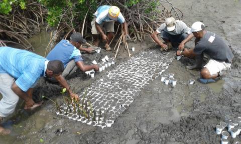 Mangrove planting in Ra Province