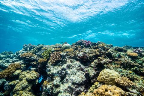Underwater life in Vatu-i-Ra marine park